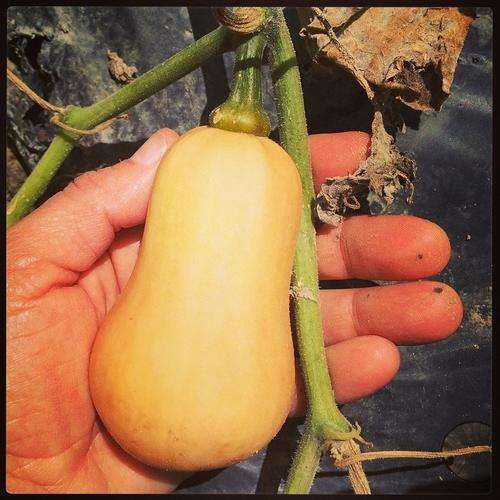 BUTTERNUT SEEDS HONEYNUT MINI SQUASH - 10 BUTTERNUT SEEDS