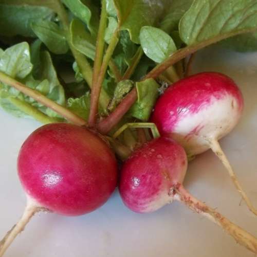 RADISH SEEDS SPARKLER - 50GM BULK RADISH SEEDS