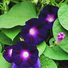 MORNING GLORY - 10 BLUE MORNING GLORY SEEDS