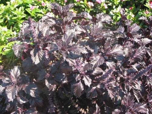 BASIL SEEDS PURPLE RUFFLES - 50 BASIL SEEDS