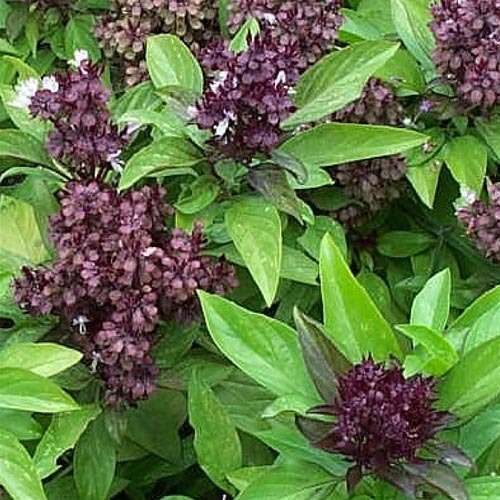 BASIL SEEDS THAI SIAM QUEEN - 100 BASIL SEEDS