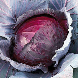CABBAGE SEEDS RED JEWEL - 10 CABBAGE SEEDS