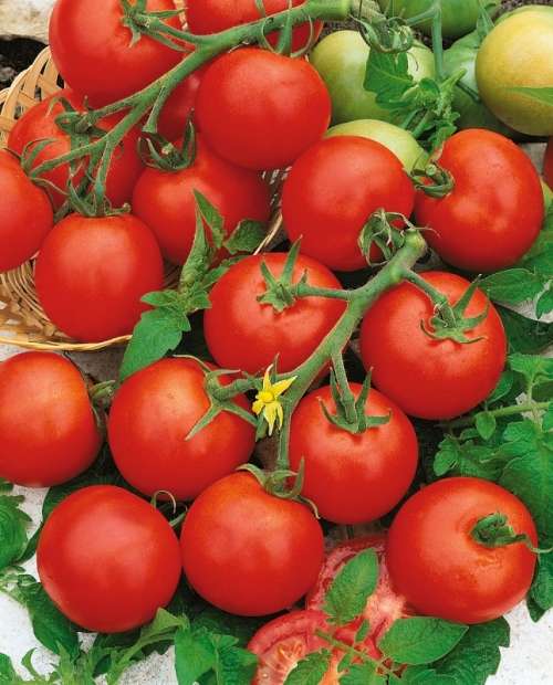 TOMATO SEEDS GARDENER'S DELIGHT - 10 CHERRY TOMATO SEEDS