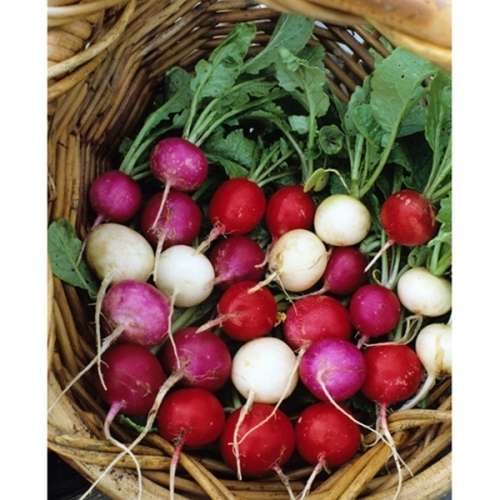 RADISH SEEDS PASTIL SHADES - 50 RADISH SEEDS - ORGANIC