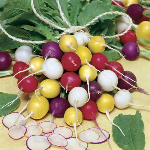 RADISH SEEDS RAINBOW MIX - 25 RADISH SEEDS