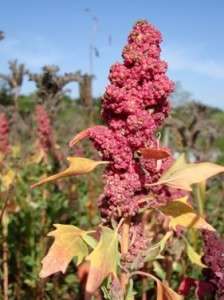 QUINOA SEEDS - 200 RED QUINOA SEEDS