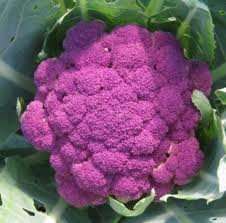 CAULIFLOWER SEEDS PURPLE SICILY - 25 CAULIFLOWER SEEDS