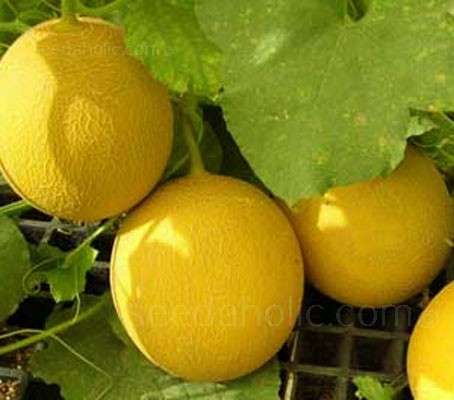 MELON SEEDS GALIA - 25 MELON SEEDS