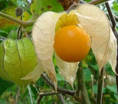 INCA BERRY SEEDS - 30 INCA BERRY SEEDS