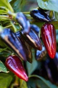 CHILLIES HUNGARIAN BLACK CHILLI - 20 CHILLI SEEDS
