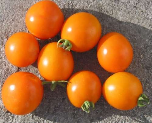 CHERRY TOMATO SEEDS ORANGE PLUM - 25 TOMATO SEEDS
