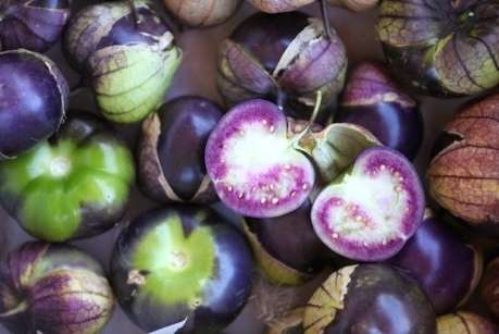 TOMATILLO SEEDS PURPLE - 10 ORGANIC TOMATILLO SEEDS