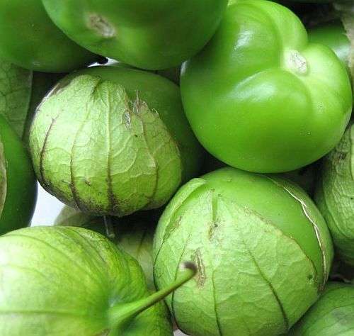 TOMATILLO SEEDS VERDE - 10 ORGANIC TOMATILLO SEEDS
