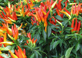 CHILLIES MEDUSA CHILLI - 25 ORNAMENTAL CHILLI SEEDS