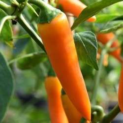 CHILLI SEEDS BULGARIAN CARROT - 20 CHILLI SEEDS