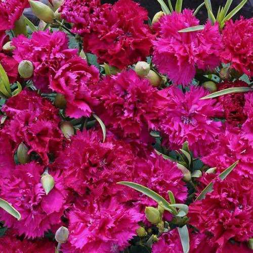 CARNATION SEEDS CHABAUD MAGENTA - 10 CARNATION SEEDS