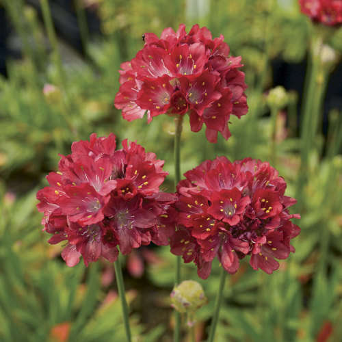 ARMERIA SEEDS BALLERINA RED - 10 ARMERIA SEDS