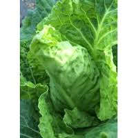 Cabbage Seeds - Cape Spitz 200 Cabbage Seeds