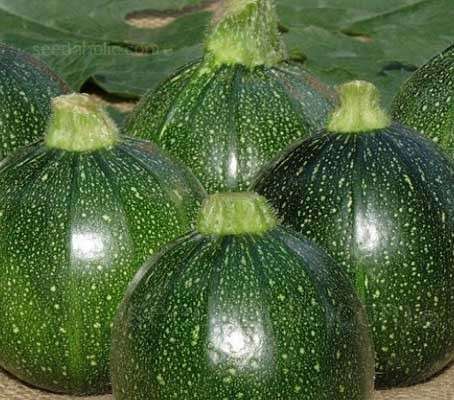 ZUCCHINI SEEDS ROUND - 10 ZUCCHINI SQUASH SEEDS