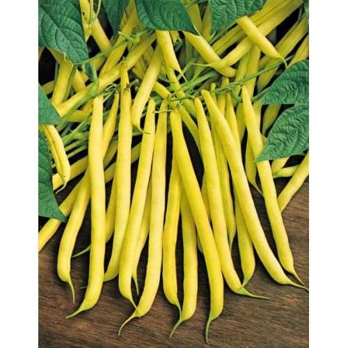 BUSH BEANS GOLDEN WAX - 25 HEIRLOOM BUSH BEAN SEEDS