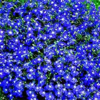 LOBELIA SEEDS RIVIERA BLUE EYES - 200 LOBELIA SEEDS