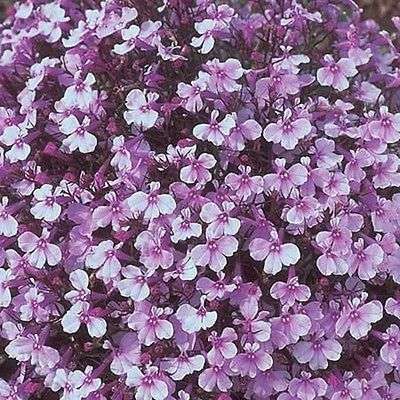 LOBELIA SEEDS LILAC TIME - 200 LOBELIA SEEDS