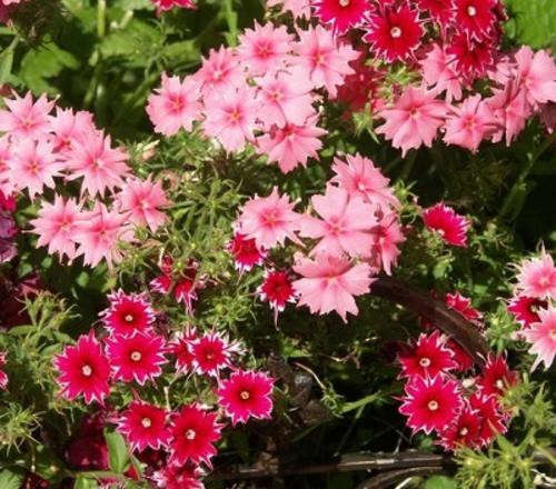 PHLOX TWINKLE MIX - 200 PHLOX SEEDS