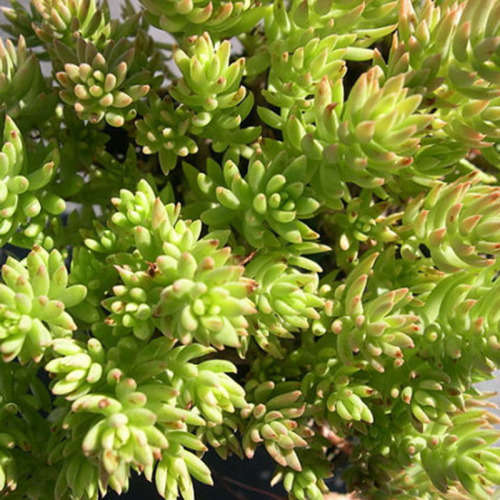 SEDUM SEEDS GOLD MOSS - 20 SEDUM SEEDS