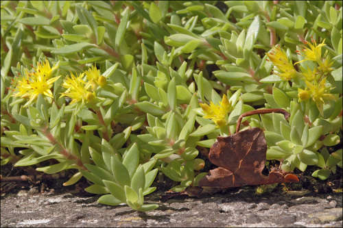SEDUM SEEDS GOLD MOSS - 20 SEDUM SEEDS