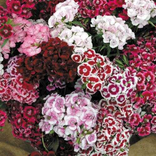 SWEET WILLIAM SEEDS SUPER DUPLEX MIX - 200 SWEET WILLIAM SEEDS
