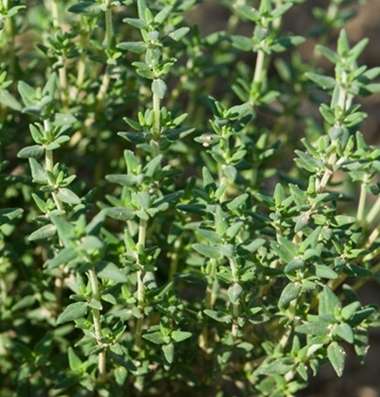 THYME WINTER 250 SEEDS