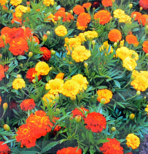 MARIGOLD SEEDS BONITA MIX - 400 MARIGOLD SEEDS