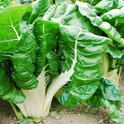 SPINACH - SWISS CHARD FORDHOOK GIANT 200 SPINACH SEEDS