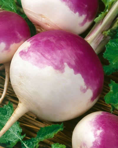 TURNIP PURPLE TOP (300) TURNIP SEEDS