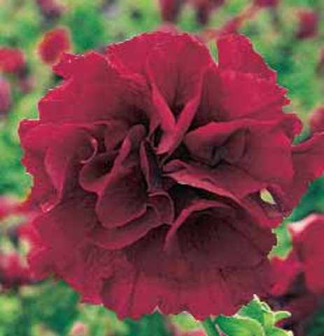 PETUNIA SEEDS DOUBLE DUO BURGUNDY - 10 PETUNIA SEEDS