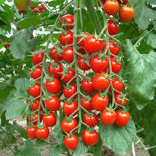 RED CHERRY TOMATO SEEDS - 30 ORGANIC TOMATO SEEDS