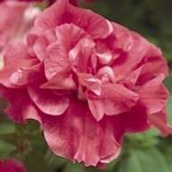 PETUNIA SEEDS DOUBLE DUO SALMON - 10 PETUNIA SEEDS