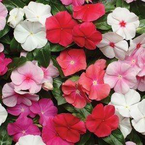 VINCA SEEDS PACIFICA MIX - 10 VINCA SEEDS