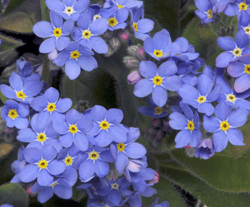 MYOSOTIS SEEDS FORGET ME NOT BLUE - 200 MYOSOTIS SEEDS
