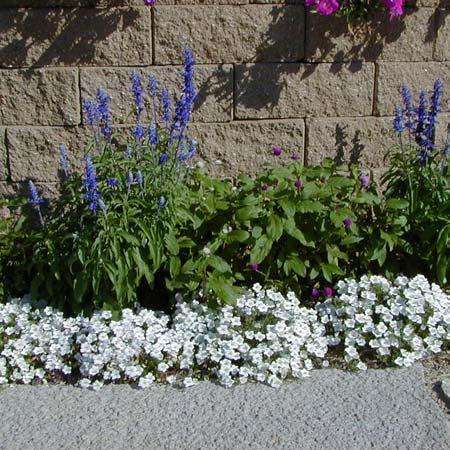 NIEREMBERGIA WHITE ROBE -100 SEEDS