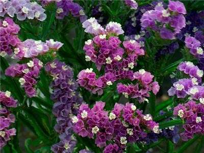 STATICE SEEDS PASTEL MIX - 50 STATICE SEEDS