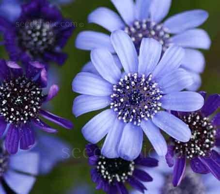 FELICIA BLUE SKIES - 30 INDIGENOUS FELICIA SEEDS