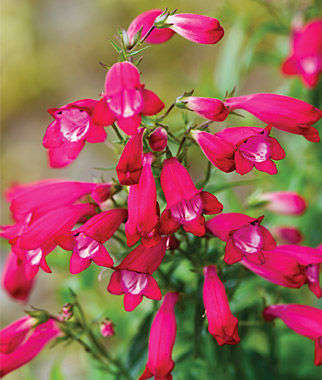 PENSTEMON CARILLO RED - 20 PENSTEMON SEEDS