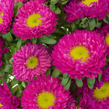 ASTER SEEDS MATSUMOTO PINK - 50 ASTER SEEDS