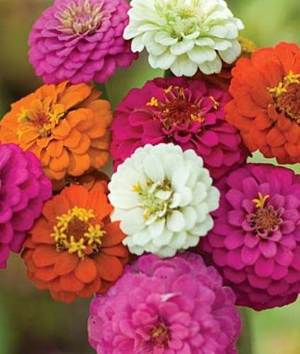 ZINNIA SEEDS GIANTS OF CALIFORNIA - 100 ZINNIA SEEDS