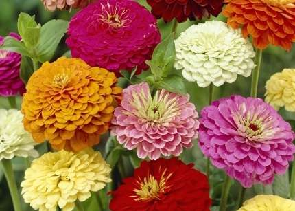 ZINNIA SEEDS GIANTS OF CALIFORNIA - 100 ZINNIA SEEDS
