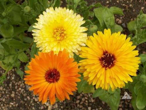 Calendula Seeds Pacific Beauty - 1 Gram Calendula Seeds