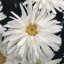 SHASTA DAISY SEEDS CRAZY DAISY - 250 SHASTA DAISY SEEDS BULK BUY