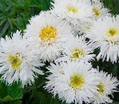 SHASTA DAISY SEEDS CRAZY DAISY - 250 SHASTA DAISY SEEDS BULK BUY