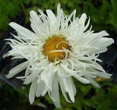 SHASTA DAISY SEEDS CRAZY DAISY - 250 SHASTA DAISY SEEDS BULK BUY